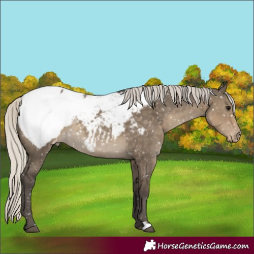 Horse Color:Silver Smoky Grullo Appaloosa Rabicano 