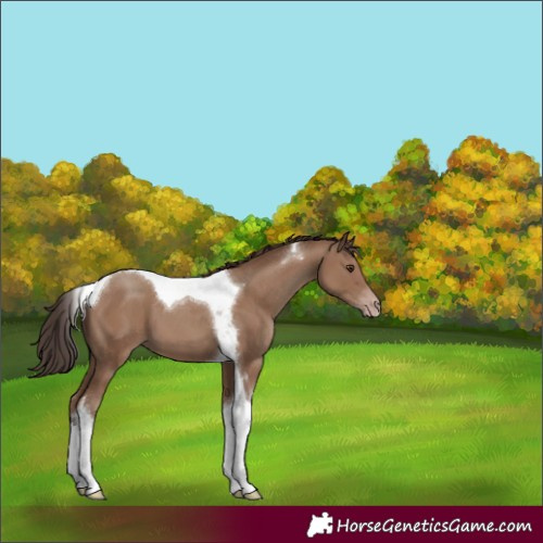 Horse Color:Classic Champagne Tobiano 