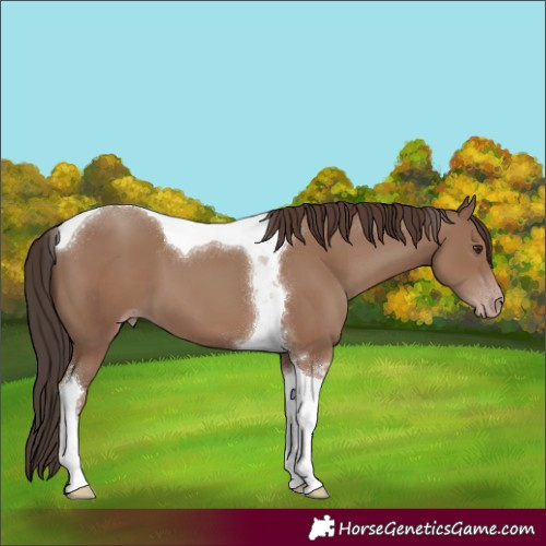 Horse Color:Classic Champagne Tobiano 