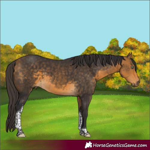 Horse Color:Buckskin Tobiano