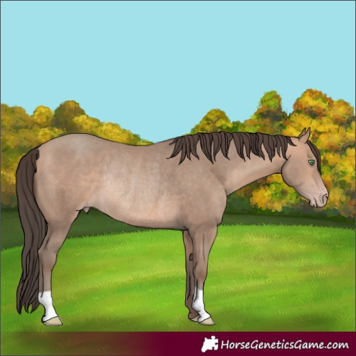 Horse Color:Amber Champagne Rabicano 