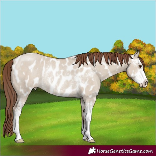 Horse Color:Classic Champagne Dun Sabino Appaloosa Rabicano 