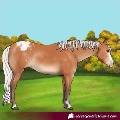 Horse Color:Silver Bay Sabino Appaloosa Rabicano