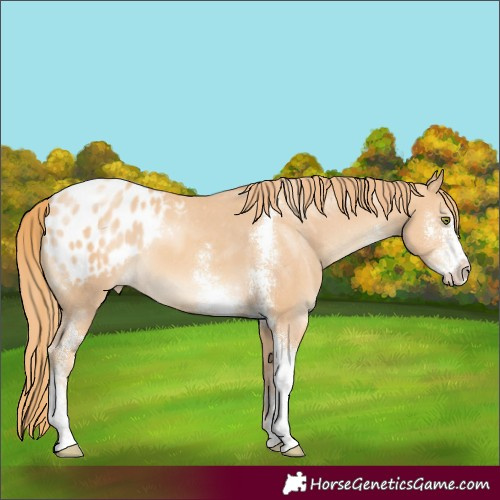Horse Color:Gold Champagne Sabino Appaloosa