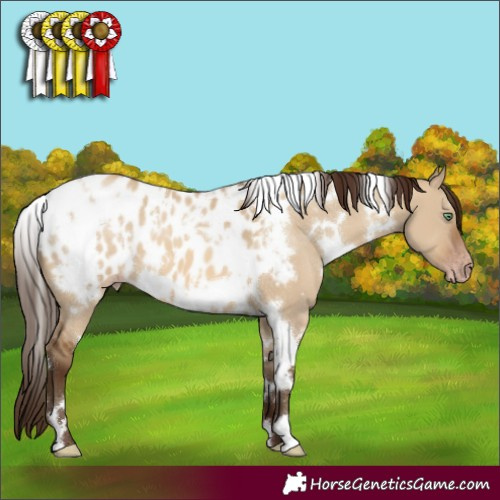 Horse Color:Gray White Spotted Amber Champagne Dun Appaloosa 