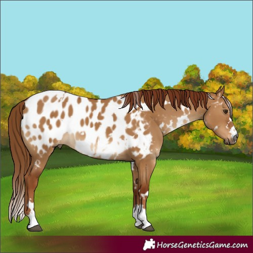 Horse Color:Gray White Spotted Red Dun Appaloosa