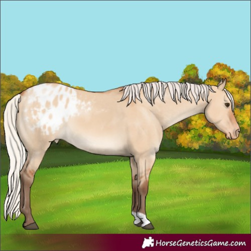 Horse Color:Silver Bay Dun Varnish
