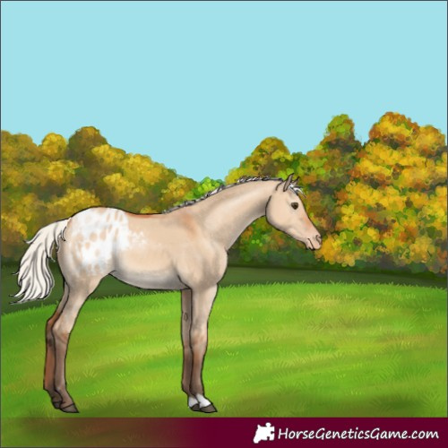 Horse Color:Silver Bay Dun Appaloosa 