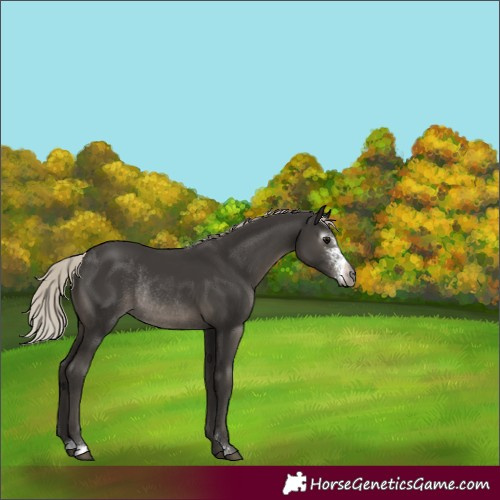 Horse Color:Gray Silver Black Sabino Rabicano 