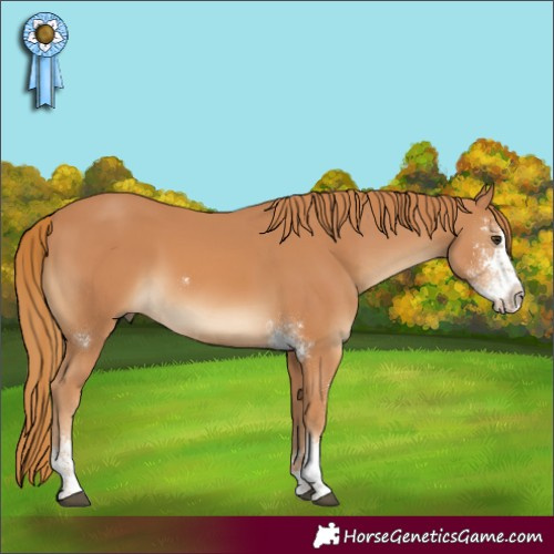 Horse Color:Chestnut Sabino Rabicano