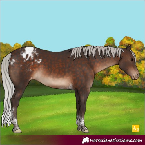 Horse Color:Silver Brown Tobiano Blanket