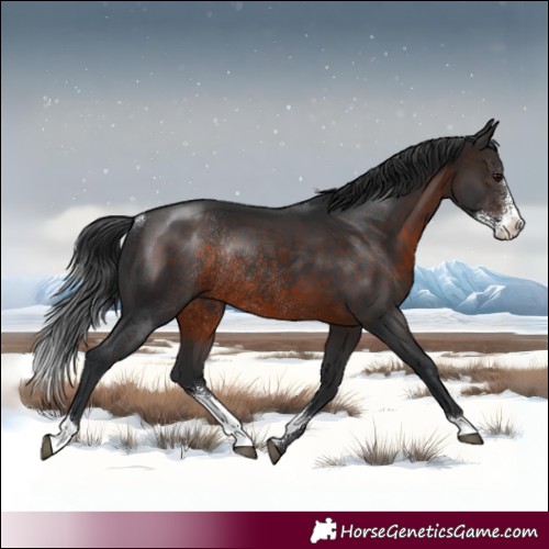 Horse Color:Brown Sabino Rabicano