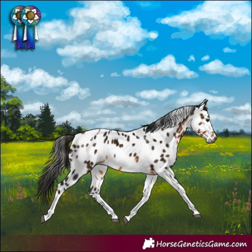 Horse Color:Gray Buckskin Tobiano Appaloosa Rabicano