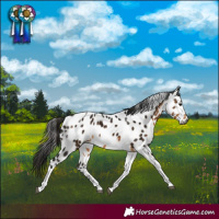 Horse Color:Gray Buckskin Tobiano Near Leopard Rabicano