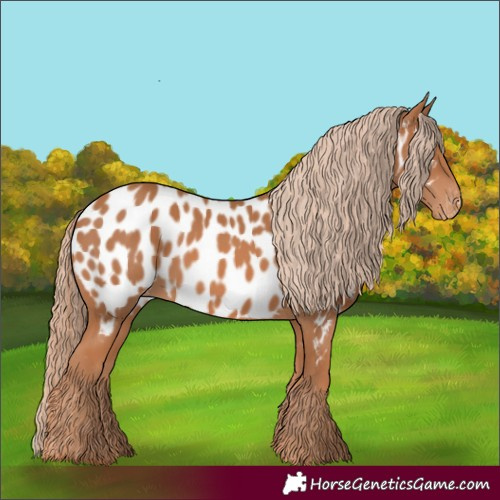 Horse Color:Chestnut Near Leopard
