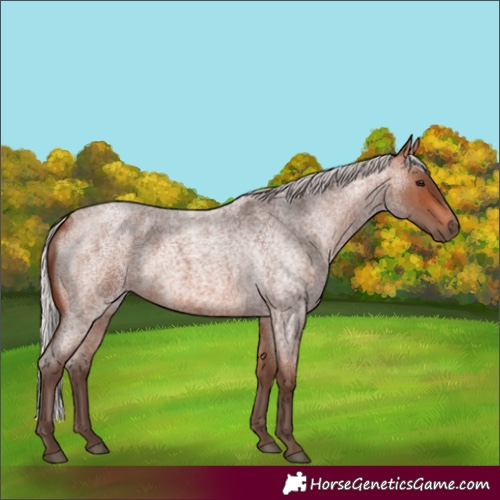 Horse Color:Silver Brown Roan