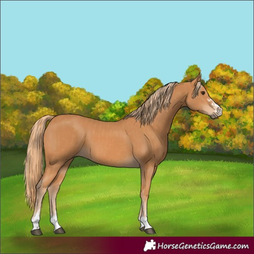 Horse Color:Chestnut  and Chestnut 
