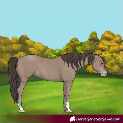 Horse Color:Unknown 