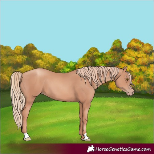 Horse Color:Unknown 