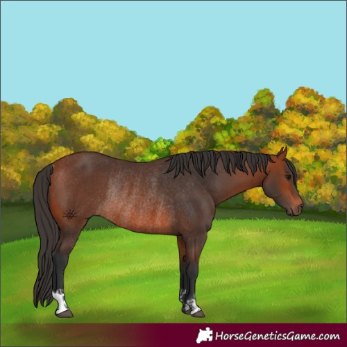 Horse Color:Bay Rabicano and Bay Rabicano