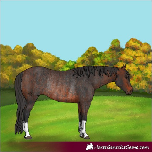 Horse Color:Brown Rabicano and Brown Rabicano