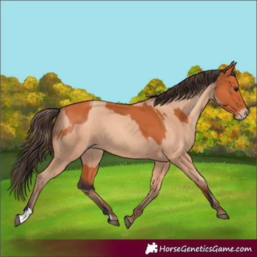 Horse Color:Bay  and Amber Champagne 