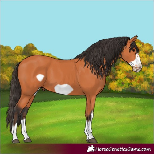 Horse Color:Bay Frame 