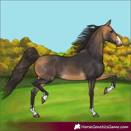 Horse Color:Unknown 