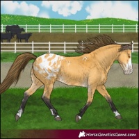 Horse Color:Buckskin Sabino Splash Blanket
