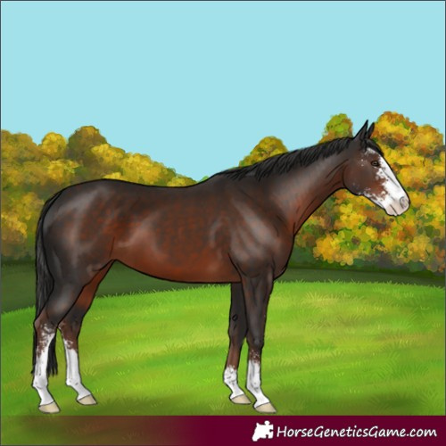 Horse Color:Liver Chestnut Sabino