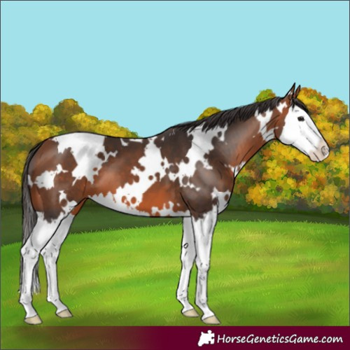 Horse Color:White Spotted Bay Splash