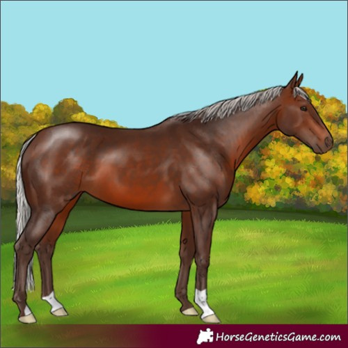 Horse Color:Silver Brown