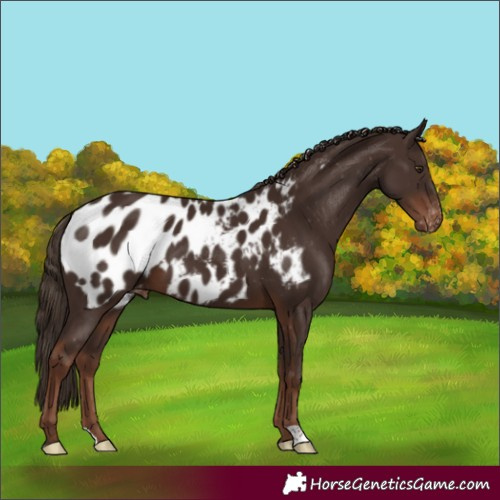 Horse Color:Liver Chestnut Near Leopard 