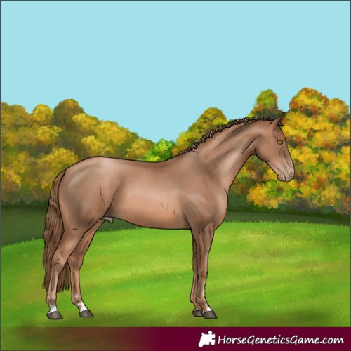 Horse Color:Liver Chestnut Pearl