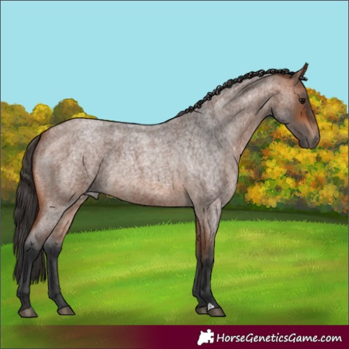 Horse Color:Bay Roan