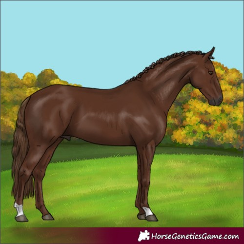 Horse Color:Gray Chestnut