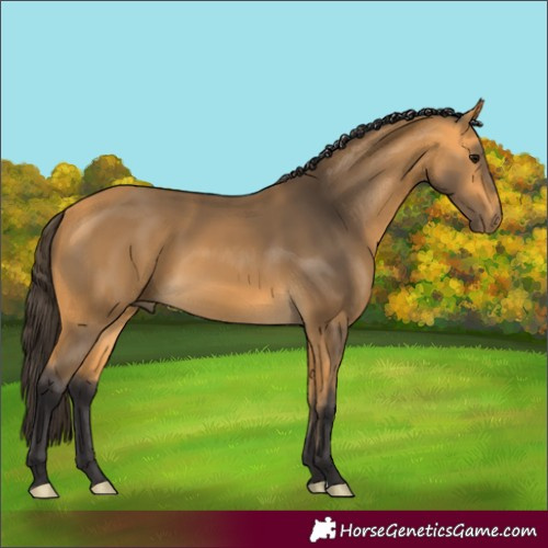 Horse Color:Buckskin