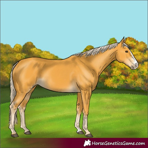 Horse Color:Palomino Sabino 