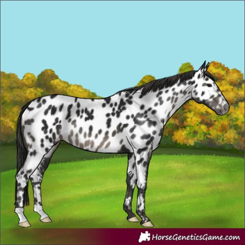 Horse Color:Gray Smoky Black Near Leopard
