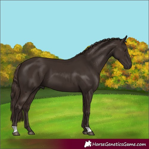 Horse Color:Liver Chestnut 