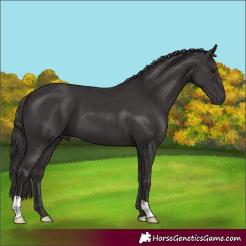 Horse Color:Smoky Black