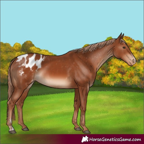 Horse Color:Chestnut Sabino Blanket