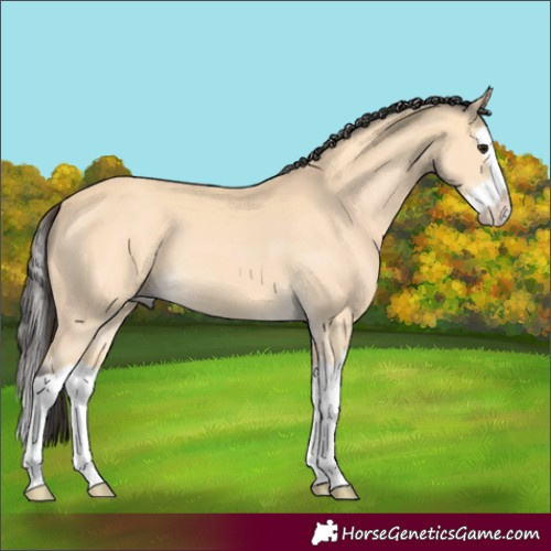 Horse Color:Buckskin Splash