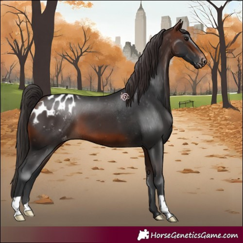 Horse Color:Brown Appaloosa 