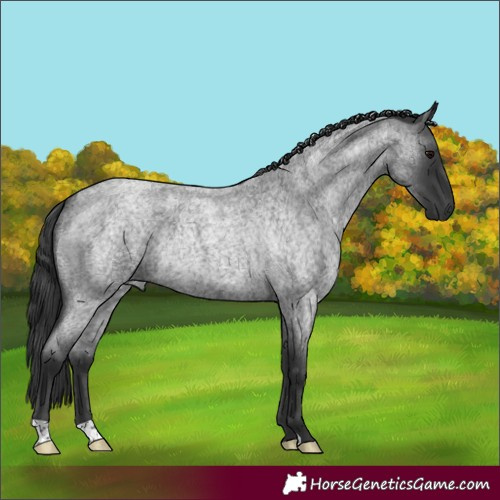 Horse Color:Blue Roan Rabicano 