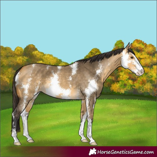 Horse Color:Buckskin Dun Sabino 