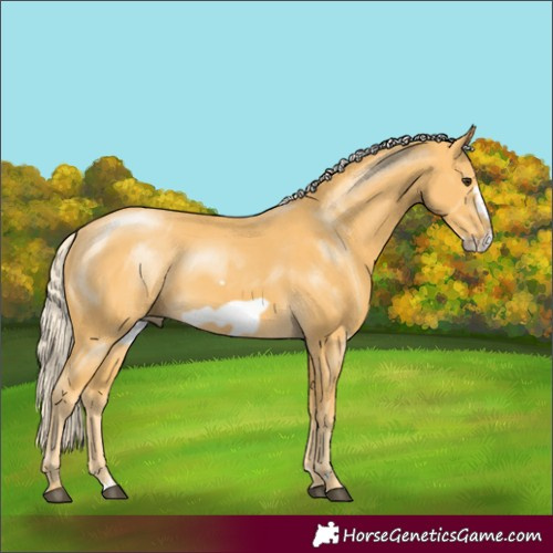 Horse Color:Palomino Frame 