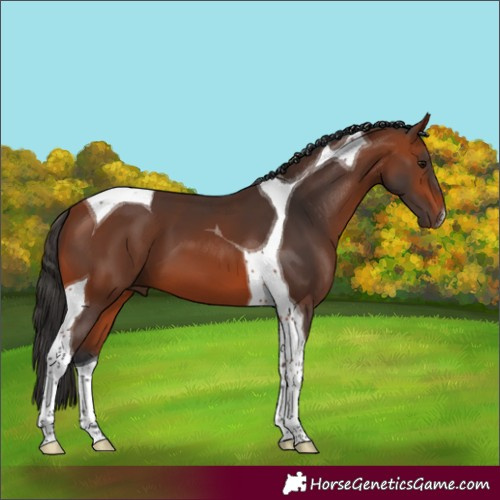 Horse Color:Bay Tobiano