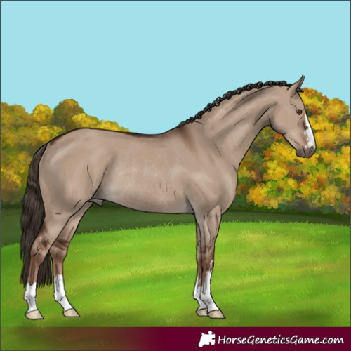Horse Color:Liver Red Dun Rabicano 