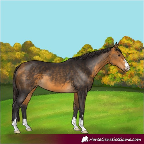 Horse Color:Buckskin 